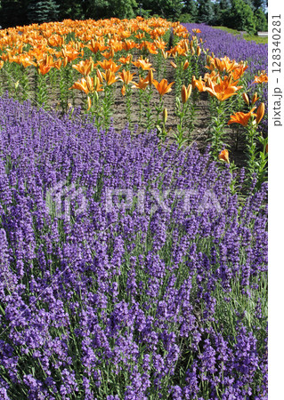 札幌花名所　百合が原公園　フラワーパーク 128340281