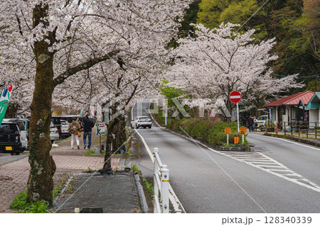 島田市川根町の家山の桜トンネルの風景(静岡県) 島田市川根町の家山の桜トンネルの風景(静岡県) 128340339
