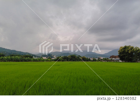 Landscape view of fresh green rice field with cloudy mountain in background 128340382