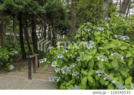葉山しおさい公園の夏 128340535