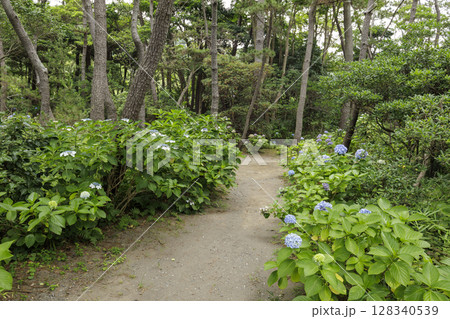 葉山しおさい公園の夏 128340539