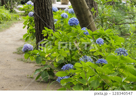 葉山しおさい公園の夏 葉山しおさい公園の夏 128340547