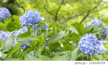 葉山しおさい公園の夏 葉山しおさい公園の夏 128340550