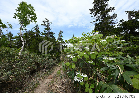 平ヶ岳、登山、新潟県 128340705