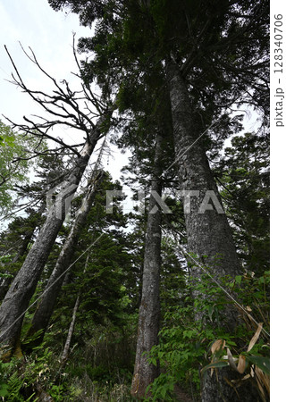 平ヶ岳、登山、新潟県 128340706