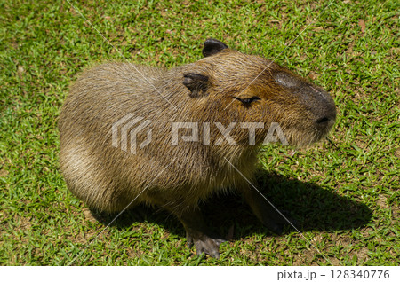 A capybara on the grass in daylight A capybara on the grass in daylight 128340776