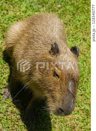 A capybara on the grass in daylight 128340777