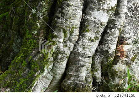 雨飾山、登山、新潟県 雨飾山、登山、新潟県 128341259