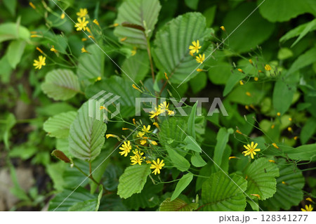 雨飾山、登山、新潟県 雨飾山、登山、新潟県 128341277