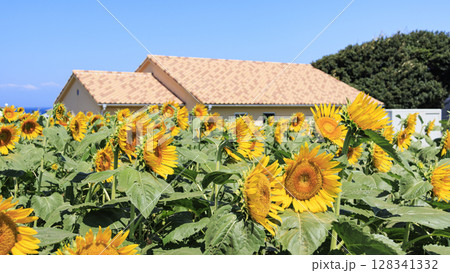 ソレイユの丘のひまわり ソレイユの丘のひまわり 128341332