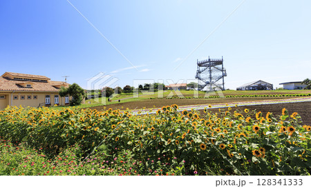 ソレイユの丘のひまわり 128341333