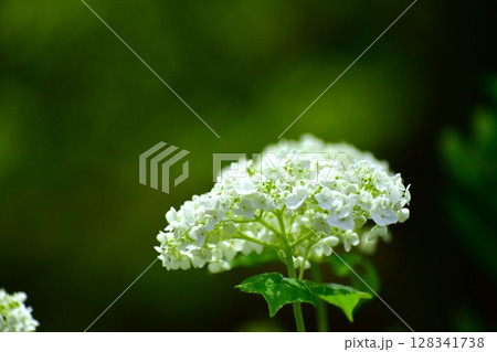 白い紫陽花 128341738