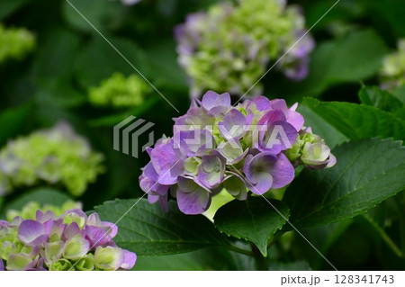 薄紫色に色づきつつある多くの装飾花を備えるアジサイの手毬咲きの花が咲く 薄紫色に色づきつつある多くの装飾花を備えるアジサイの手毬咲きの花が咲く 128341743