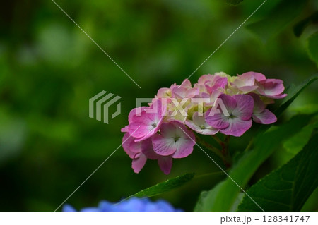 梅雨に咲く紫陽花 128341747