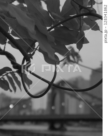 つる系植物 128341862