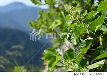 雨飾山、登山、新潟県 128342014