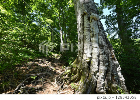 雨飾山、登山、新潟県 128342058