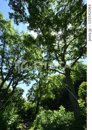 雨飾山、登山、新潟県 128342064