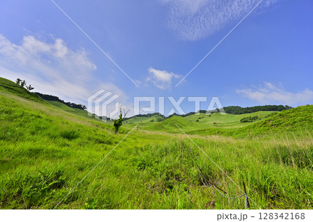 砥峰高原の新緑のグリーンカーペット 砥峰高原の新緑のグリーンカーペット 128342168