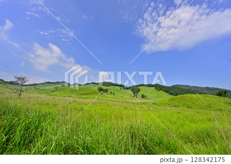 新緑の砥峰高原 128342175