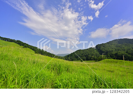 砥峰高原の新緑のグリーンカーペット 砥峰高原の新緑のグリーンカーペット 128342205