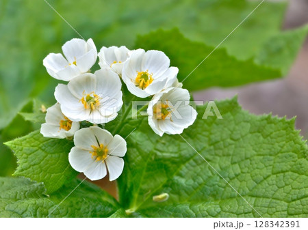 高原に咲く白く小さな花 128342391