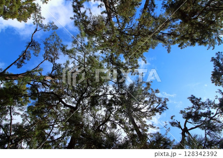 高い空と伸びた木々 128342392