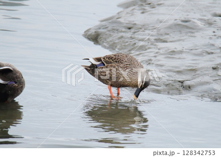 荒尾市　港　野鳥、 128342753