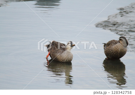 荒尾市　港　野鳥、 128342758