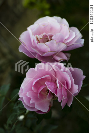 Wild Rose Flower In The Backyard, Background for advertising and wallpaper in nature and seasonal scenes. Wild Rose Flower In The Backyard, Background for advertising and wallpaper in nature and seasonal scenes. 128343181