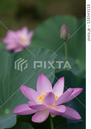大賀ハスの花のある風景 大賀ハスの花のある風景 128343218