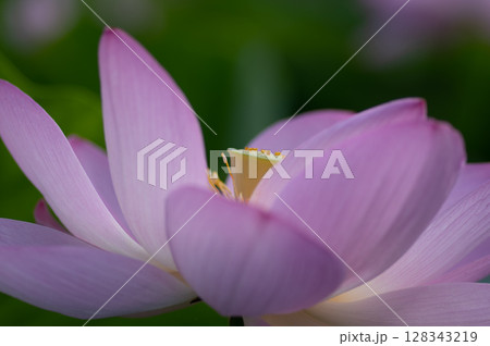美しい大賀ハスの花、バックぼかし 美しい大賀ハスの花、バックぼかし 128343219