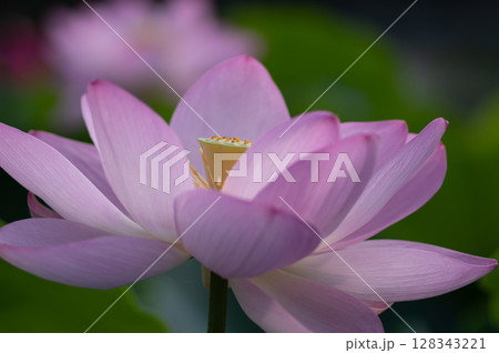 美しい大賀ハスの花、バックぼかし 128343221