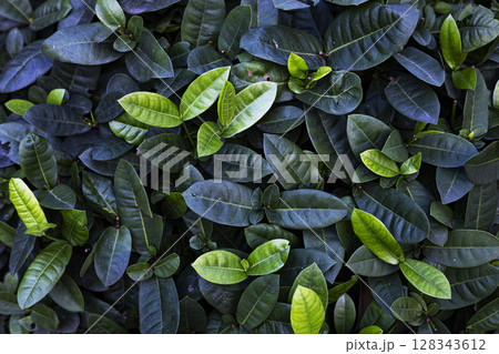 Background Of West Indian Jasmine Tree, Background for advertising and wallpaper in nature and seasonal scenes. Background Of West Indian Jasmine Tree, Background for advertising and wallpaper in nature and seasonal scenes. 128343612