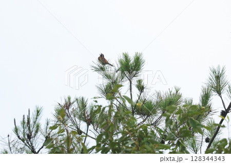ホウジロ ホウジロ 128344343