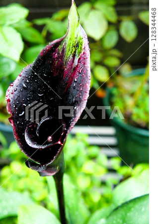 雨に濡れる黒いカラー 雨に濡れる黒いカラー 128344468