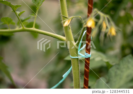 Close-up of Green Plant Stem Tied to Support Stake in Garden Close-up of Green Plant Stem Tied to Support Stake in Garden 128344531