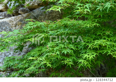 石垣と青もみじ 128344712