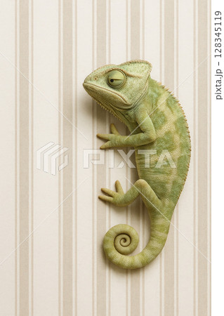 The chameleon blends perfectly with the striped background. The chameleon blends perfectly with the striped background. 128345119