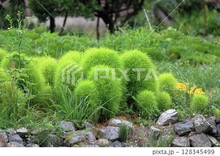 ふんわりとした草姿がユニークでかわいらしコキア 128345499