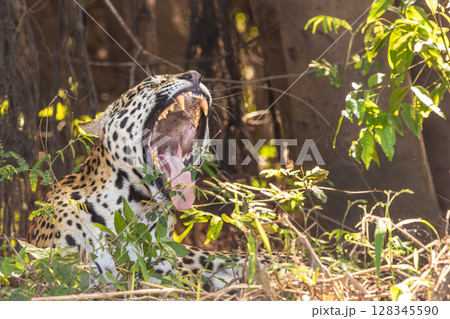 Close up of a Jaguar yawning with its mouth open showing teeth in the Pantanal in Brazil 128345590