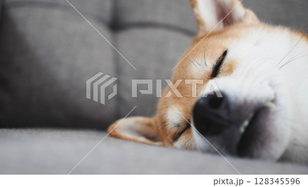 Sleeping Shiba Inu Close-up on Grey Sofa Background Sleeping Shiba Inu Close-up on Grey Sofa Background 128345596