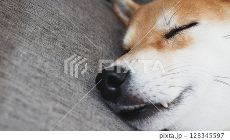 Cute Shiba Inu Dog Sleeping Peacefully at Home 128345597