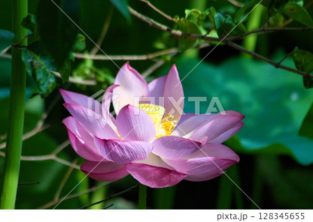 蓮の花のある風景 128345655