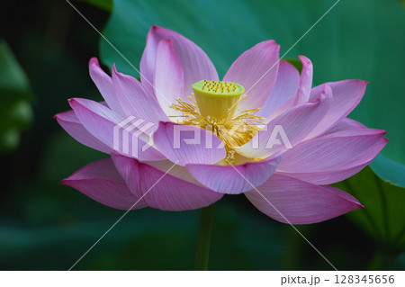 蓮の花の蜜を吸う蜂 128345656