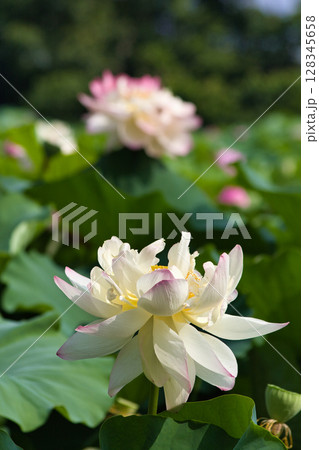白い蓮の花 白い蓮の花 128345658