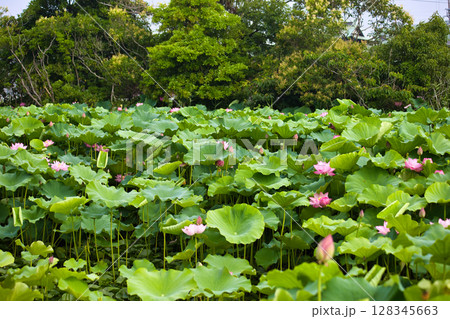 群生するハスの花 128345663