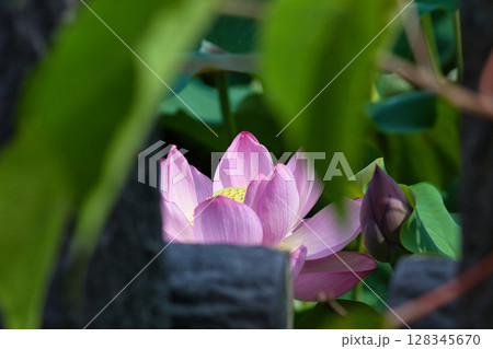 蓮の花の蕾とつぼみ 128345670