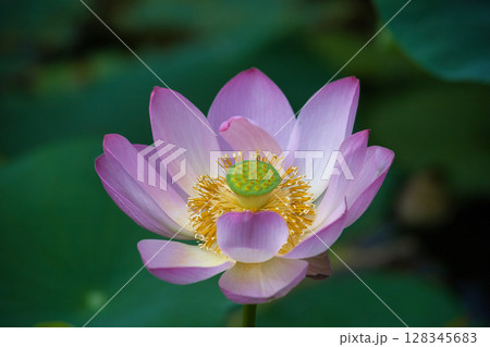 ハスの花、清浄なる花 ハスの花、清浄なる花 128345683