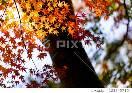 紅葉が輝く秋の木漏れ日 128345710